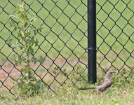 Northern Mockingbird 0617